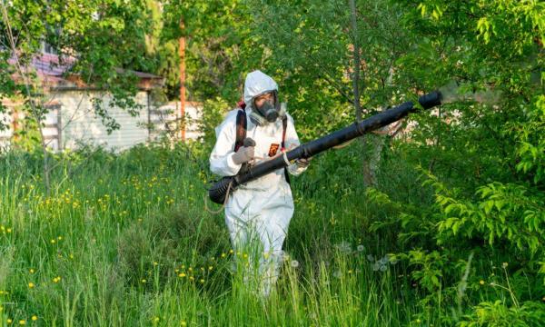 Инновационные и безопасные препараты: как Южно-Сахалинск защищает зеленые насаждения от вредителей
