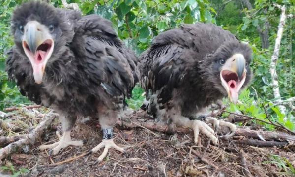 На Камчатке завершено масштабное исследование популяции орланов