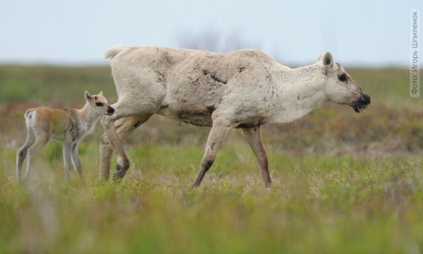 У диких северных оленей на Камчатке появились первые оленята