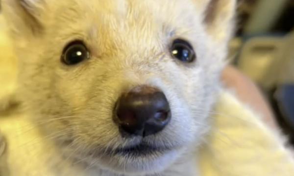 "Уже кружили вороны&raquo;: на Камчатке неизвестные бросили щенков умирать в лесу
