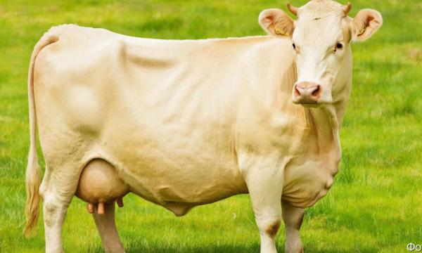 На Камчатке ветеринары оформляли нереальные надои молока