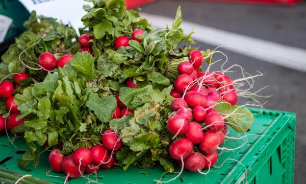 Жителям Южно-Сахалинска рассказали, где можно продавать пойманную рыбу и собранный урожай