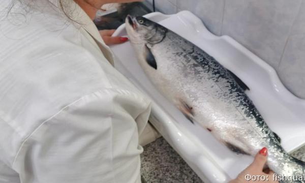 Опасных паразитов обнаружили в кижуче с Камчатки