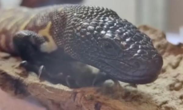 В зоопарке рептилий Владивостока впервые родился ядозуб Рио-Фуэрте