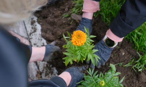 Тысячу цветов высадили в аэровокзале «Южно-Сахалинск» ко Дню России