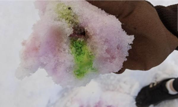 На Камчатке неизвестные раскидали по улицам яд для собак