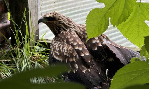 История спасённого коршуна из заповедника «Курильского» и его новый дом История спасённого коршуна из заповедника «Курильского» и его новый дом