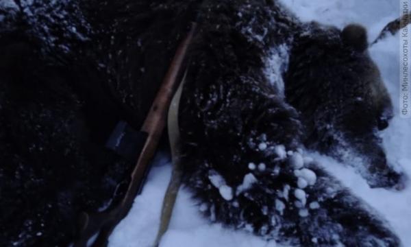 Медведя-шатуна застрелили на Камчатке