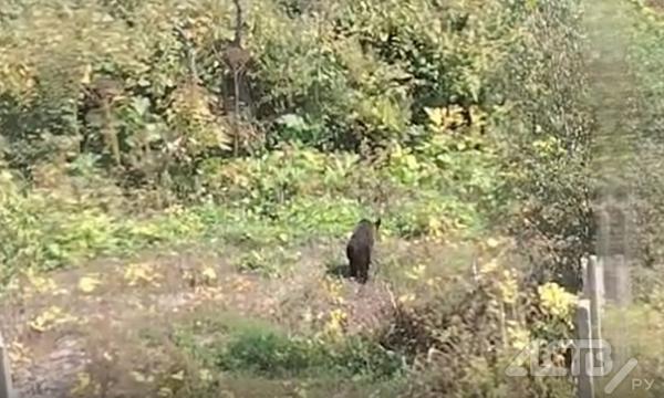 К домам в Ново-Александровске вышли медведица с медвежонком