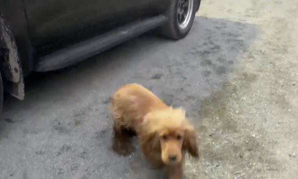 На Камчатке медведь утащил спаниеля в лес, но собака чудом выжила