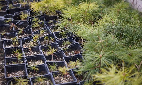 Сакуры, каштаны, липы и краснолистные клены: стало известно, чем будут озеленять Южно-Сахалинск Сакуры, каштаны, липы и краснолистные клены: стало известно, чем будут озеленять Южно-Сахалинск