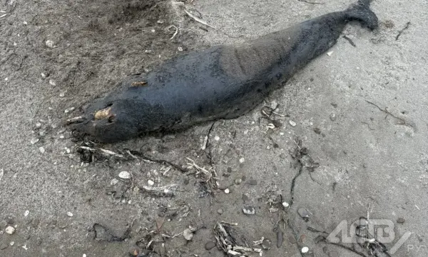 На побережье Сахалина выбросило мёртвое морское животное