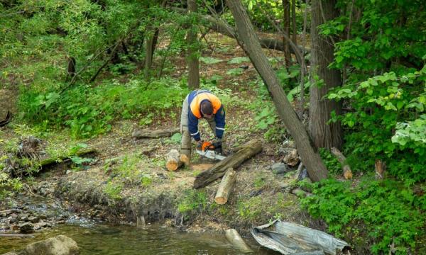 Почти 70 деревьев убраны в Южно-Сахалинске при расчистке русел рек