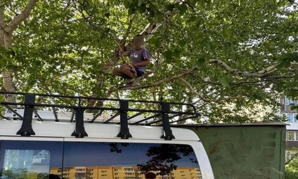 На Камчатке ребенок залез на дерево, но спуститься сам не сумел