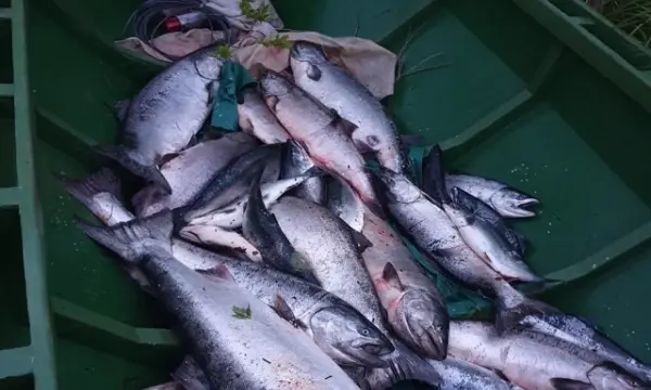 Задержаны трое браконьеров в Аниве