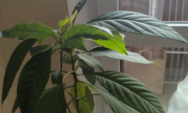 Цветок комнатный, авокадо