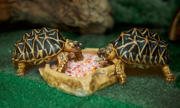 Сахалинский зоопарк приглашает на квесты и показательные кормления