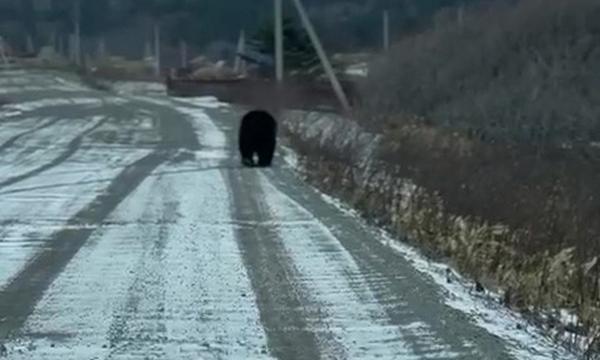 По заснеженным дорогам Кунашира шатается медведь
