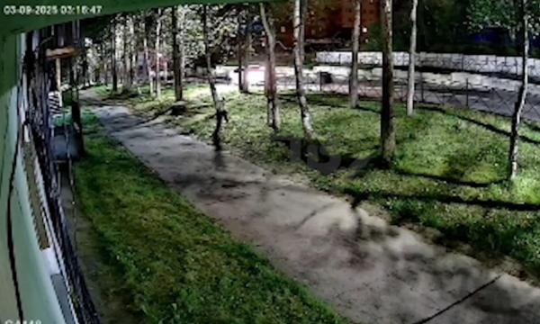 В Охе медведь напал на преследовавший его автомобиль