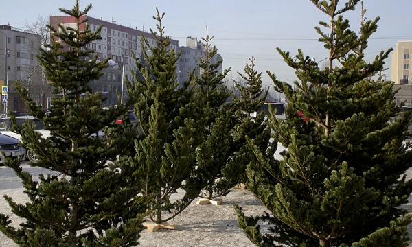 В Южно-Сахалинске заработали елочные базары