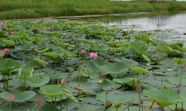 Под Благовещенском зацвели лотосы