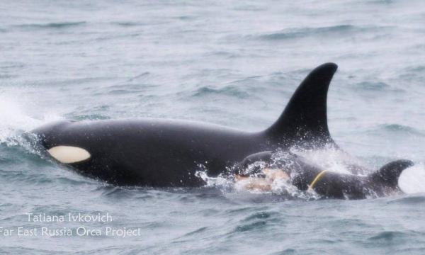 На Камчатки ищут судно, чтобы спасти детеныша косатки