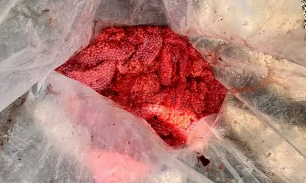 На Сахалине задержали браконьера с 24 кг красной икры