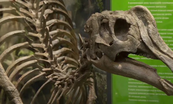 История геологического развития Сахалина и Курильских островов История геологического развития Сахалина и Курильских островов