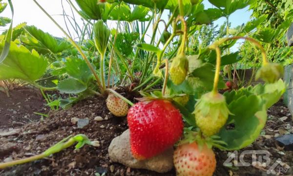 Клубника и жимолость поспели раньше на юге Сахалине