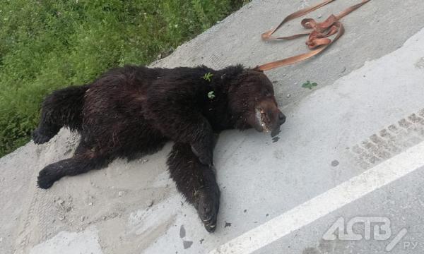 На Сахалине ликвидировали крупного медведя, бродящего возле остановки