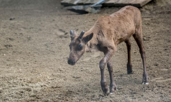 Сахалинский зоопарк приглашает на показательные кормления рыбных филинов и оленей