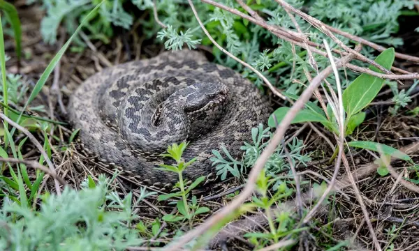 Правила                                          поведения при встрече со змеёй