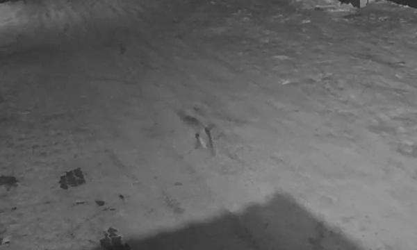 Во двор ресторана в Благовещенске зашла рысь