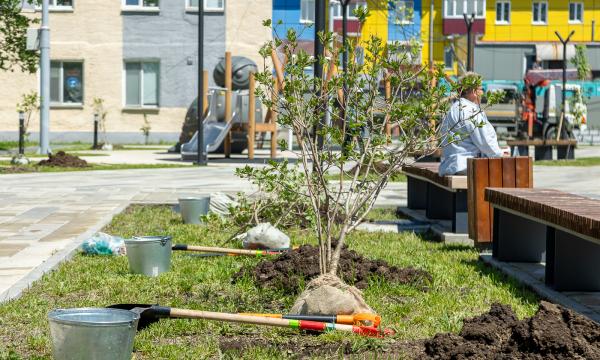 Бульвар студентов в Южно-Сахалинске украсили кусты сирени и черёмуха