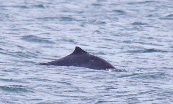 Группа из 20 свиней замечена в акватории полуострова Весловский