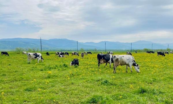 Сахалинский крупный рогатый скот вышел на летние пастбища