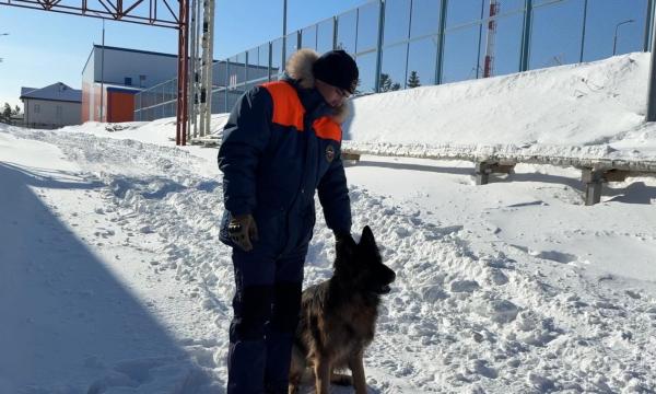 Сахалинские кинологи МЧС России проводят зимние тренировки