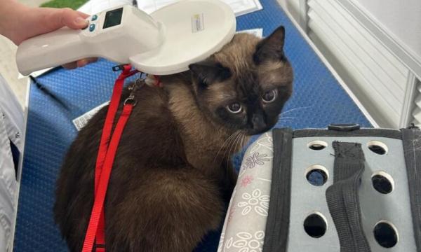 Штрафы за нарушение порядка регистрации домашних животных в Сахалинской области будут введены с 2026 года