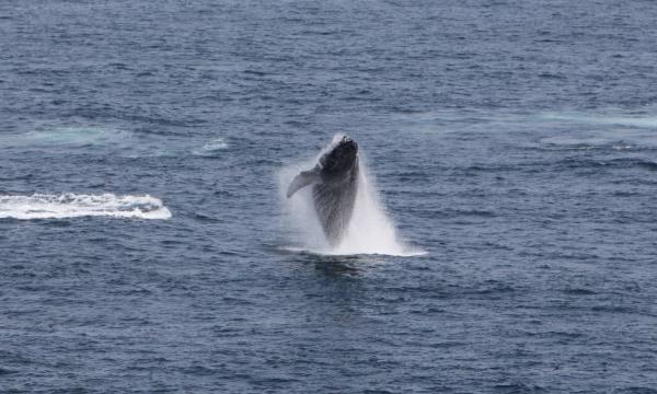 Горбач запечатлён у Южно-Курильского маяка Горбач запечатлён у Южно-Курильского маяка
