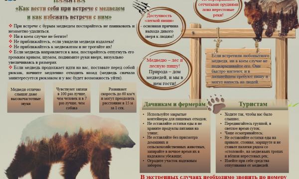 Южносахалинцам напоминают правила безопасного поведения при встрече с медведем