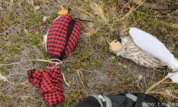 За добычу краснокнижных кречетов на Камчатке будут судить двух браконьеров