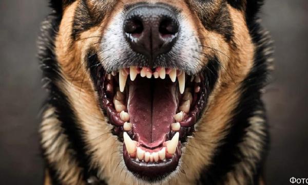 На Камчатке бродячие собаки держат в страхе жителей Вилючинска