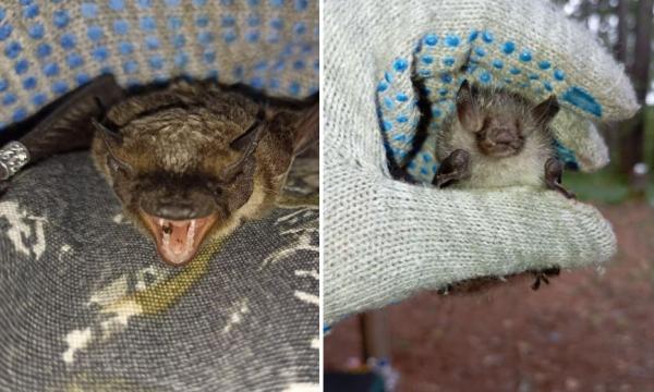 В заповеднике Амурской области обнаружили семь видов летучих мышей