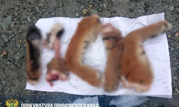 В Приморье браконьер убил и расчленил краснокнижного тигра
