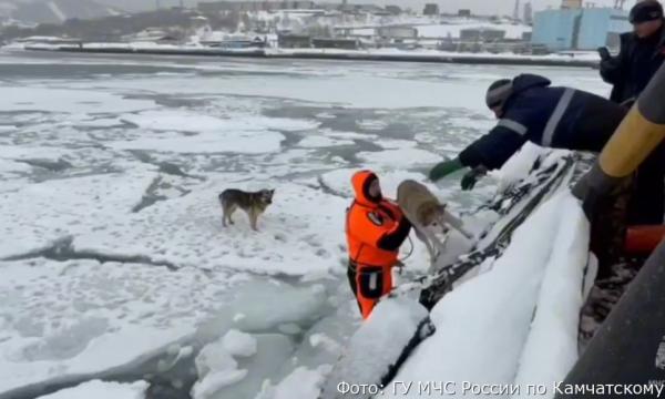 Спасатели на Камчатке сняли двух собак с отколовшейся льдины