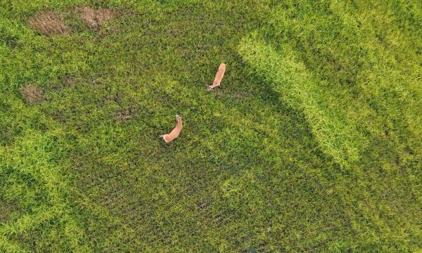 В Амурской области сняли схватку двух косуль