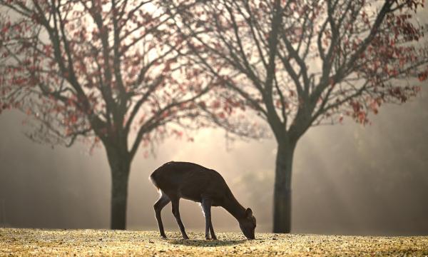 На Дальнем Востоке усиливают меры по охране кабарги