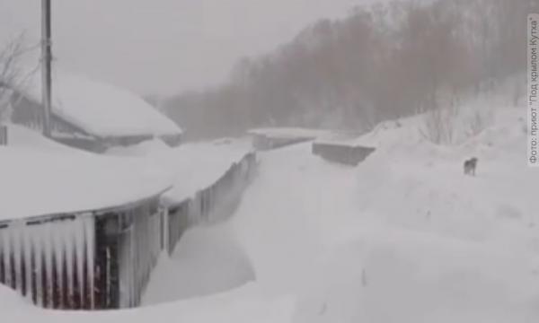 На Камчатке собачий приют завалило снегом