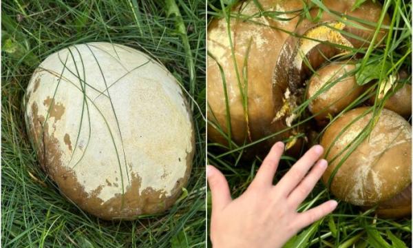 На Камчатке нашли грибы-гиганты