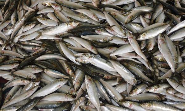 Южносахалинцев приглашают приобрести свежую рыбу